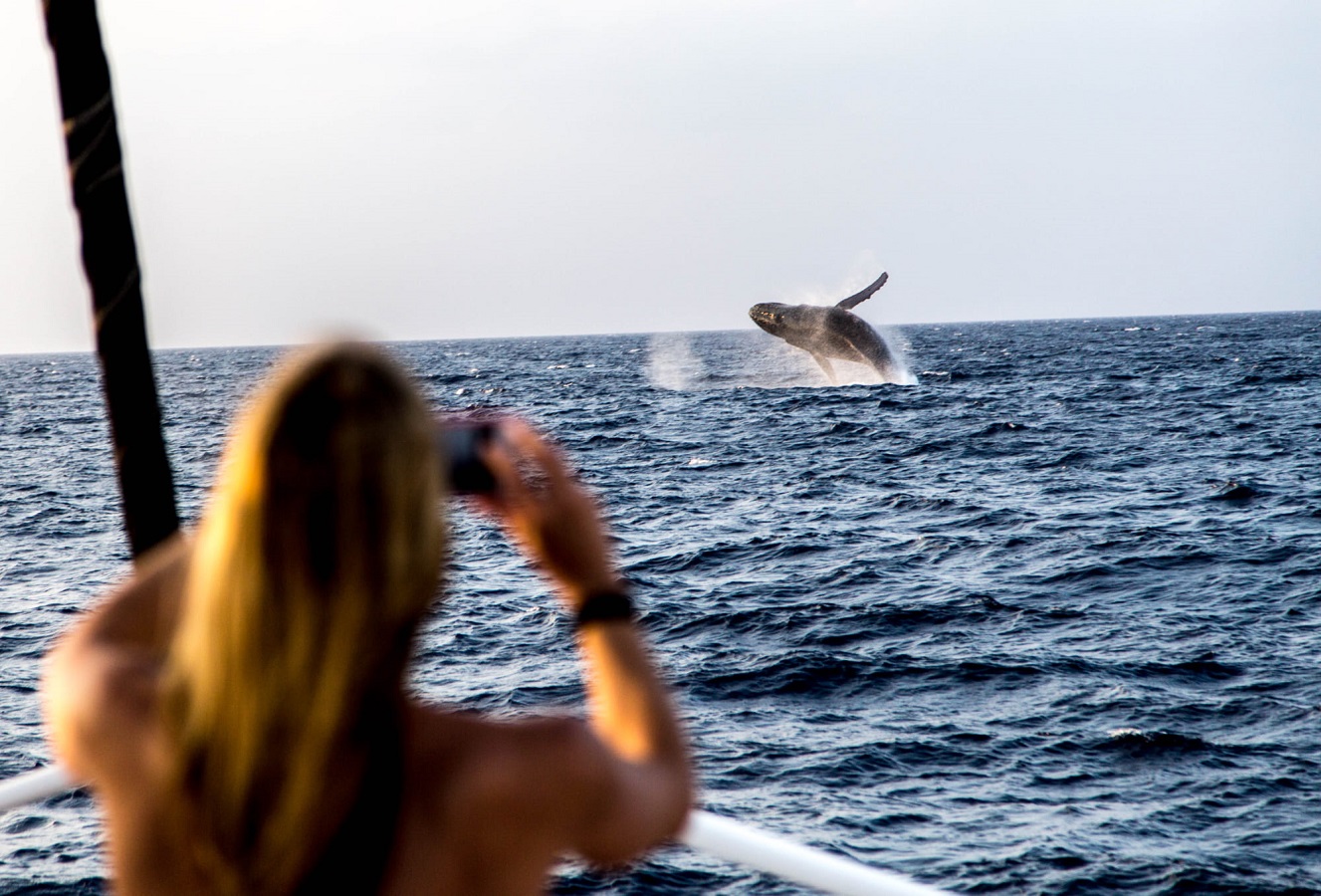 avistamiento de cetaceos en madeira